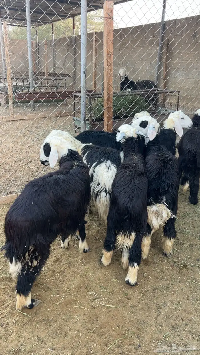 للبيع خرفان نجد 0