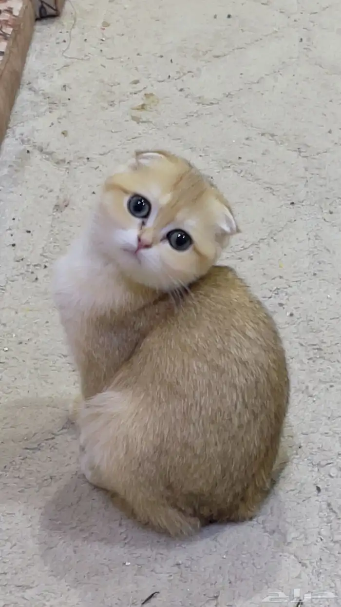 برتش قولد NY12 للتزاوج و للبيع _ الخرج 15