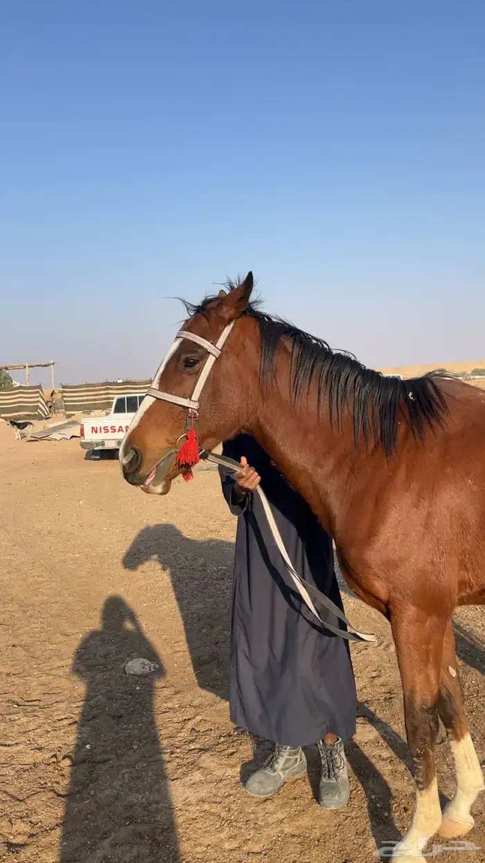 حصان إنجليزي 0