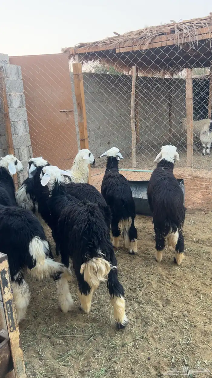 للبيع خرفان نجد 1