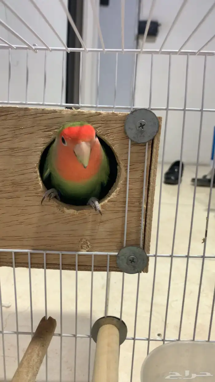 ذكر روز رد فيس قرين منتج ع الشرط فاخر (محلل DAN) 3