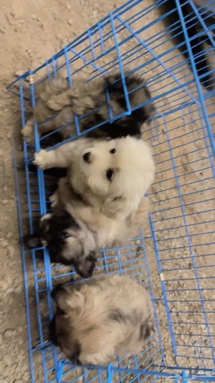 ككلاب شيواوا العمر شهرين 1