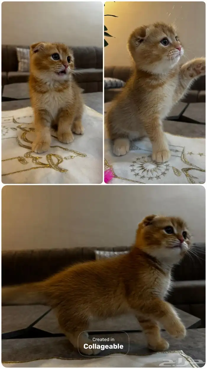 قطط سكوتش قولد للبيع 1