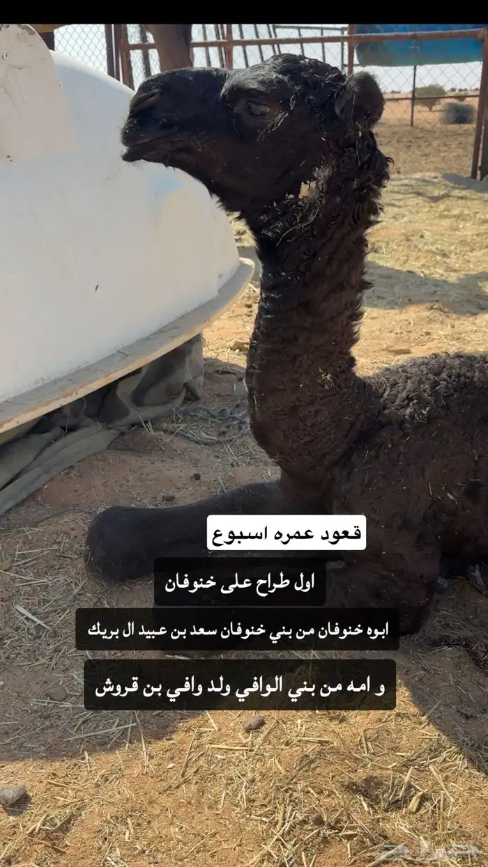 قعود طيب جدا اطيب من التصوير 0