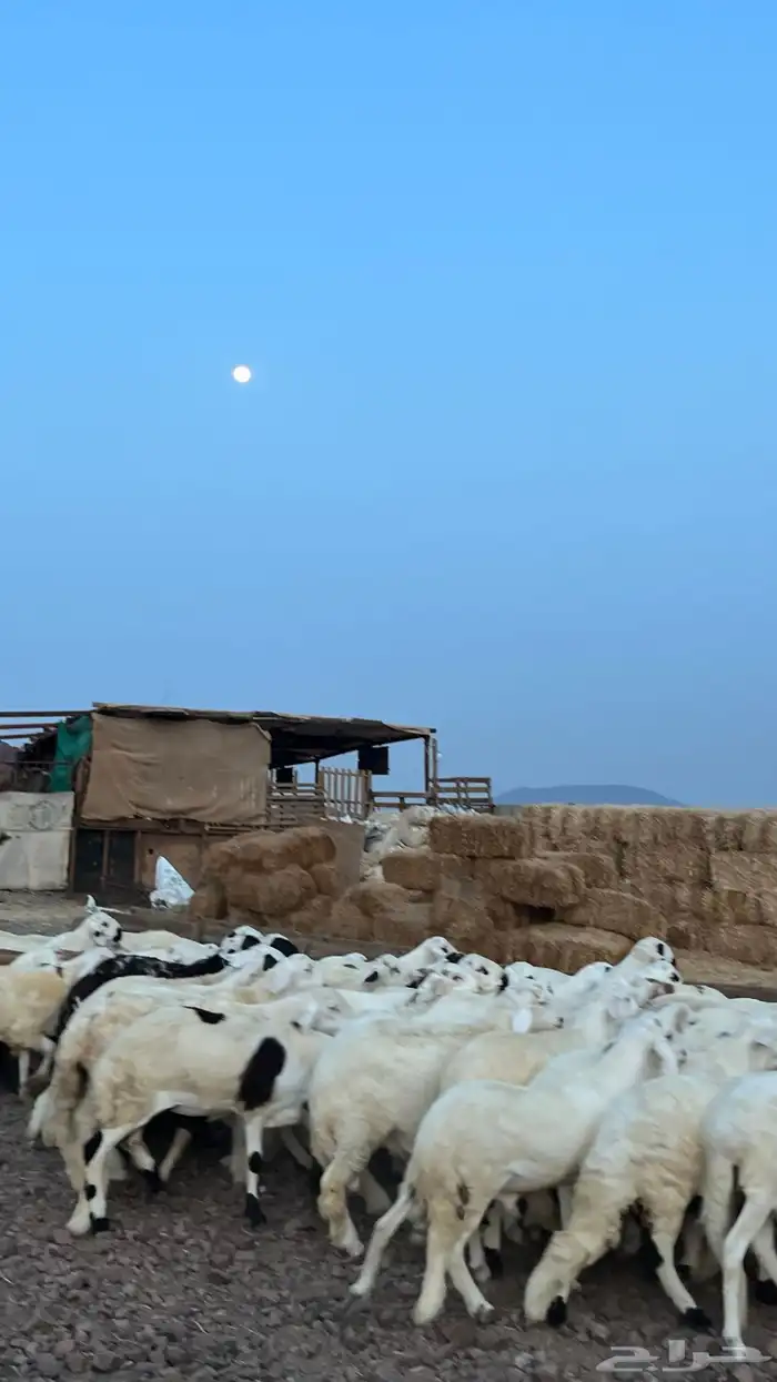 طليان سواكن شبيه الحري دمازين 2