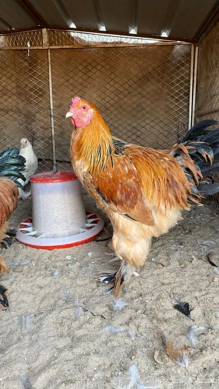 ديك براهما بوف شرط 1