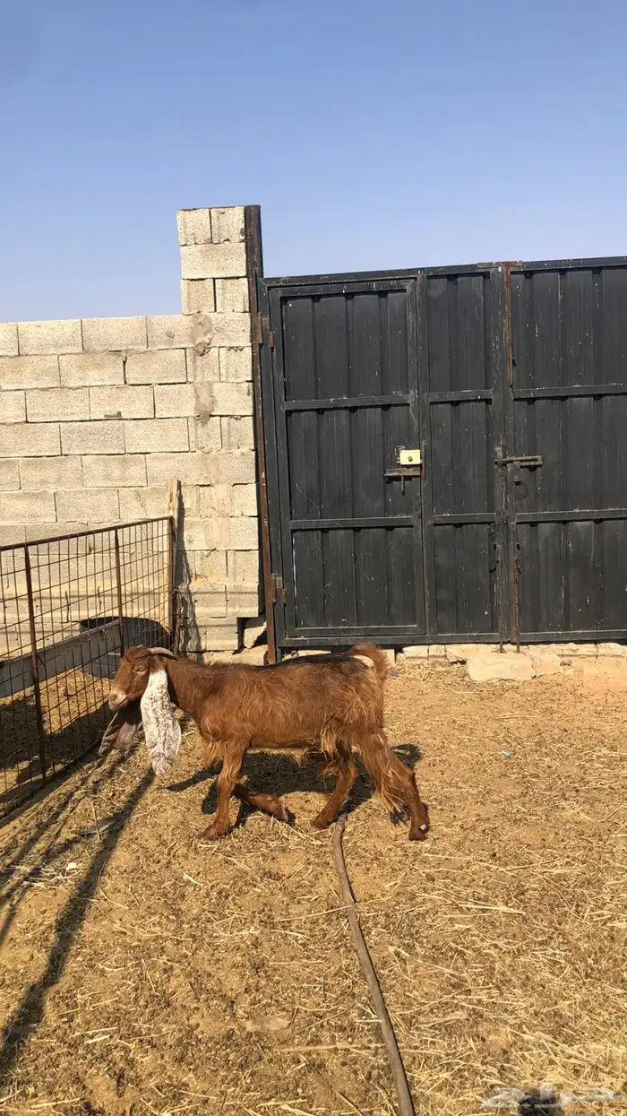 عنز جفره ثنيه حمراء 1