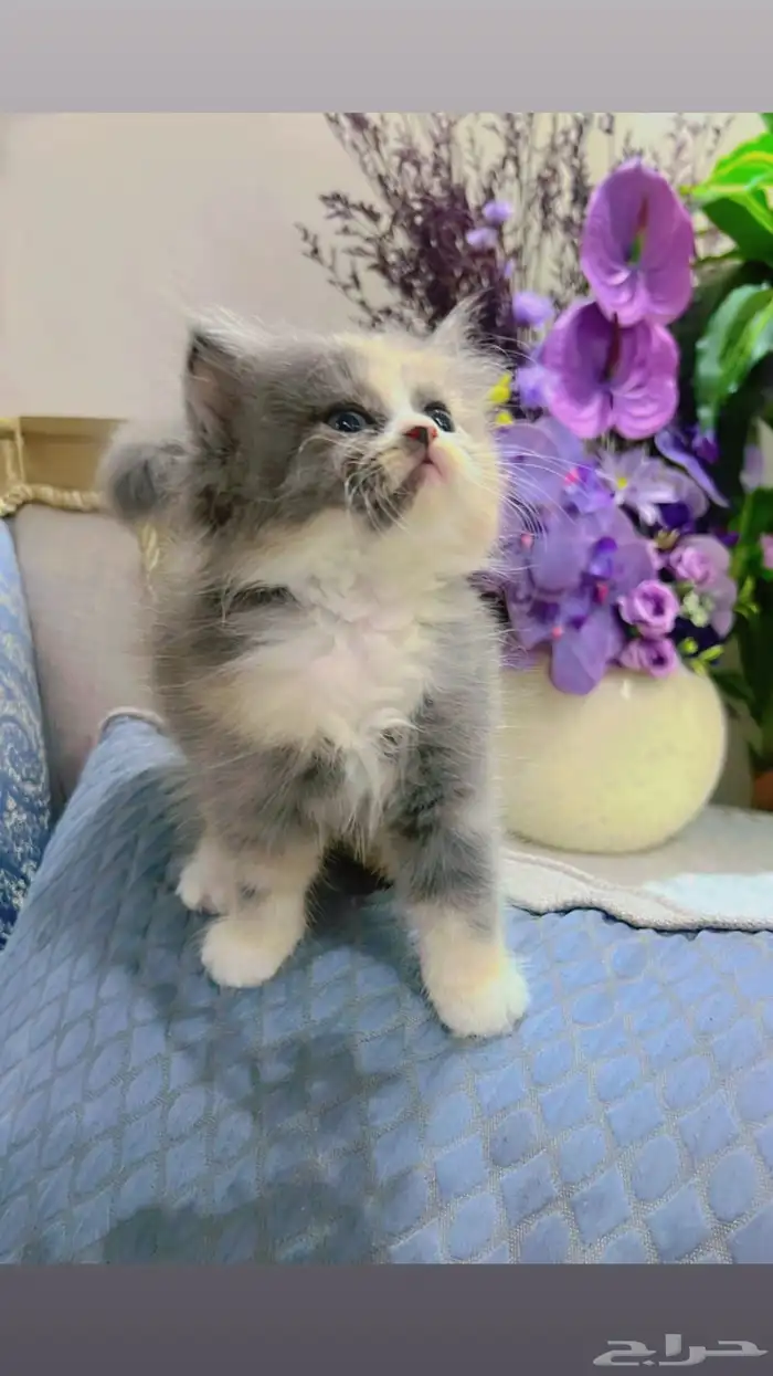 كتن للبيع عدد 3 شيرازي - العمر   شهر و 12 يوم 0