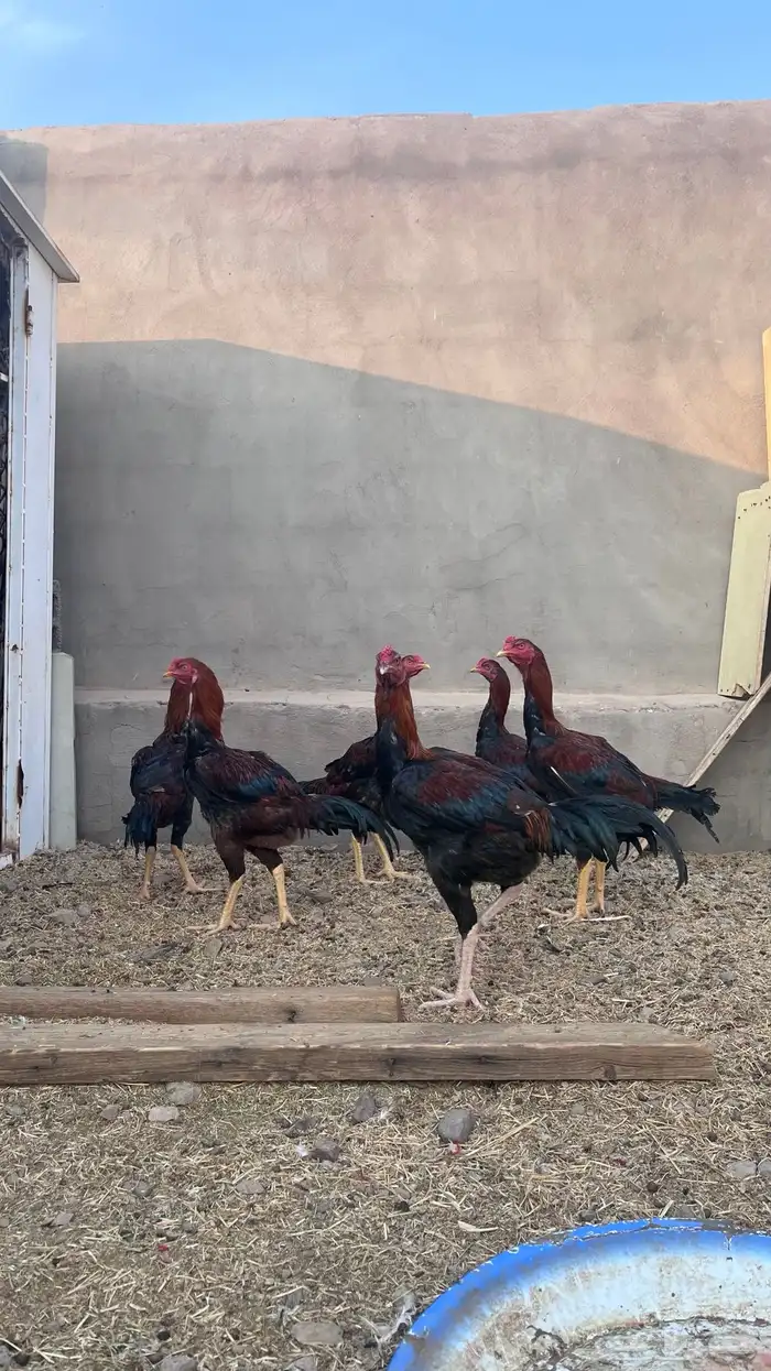 دجاج باكستاني 7