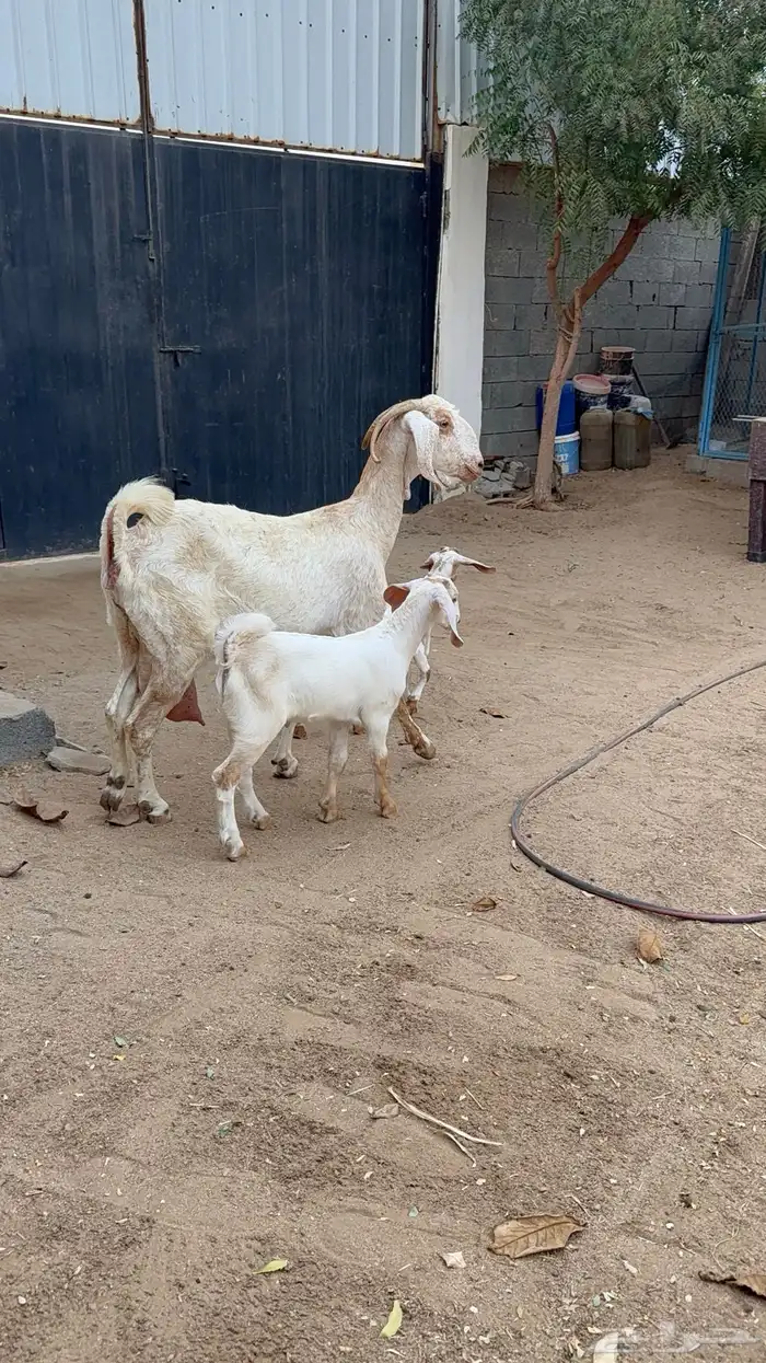 عنز تحتها اثنين 5