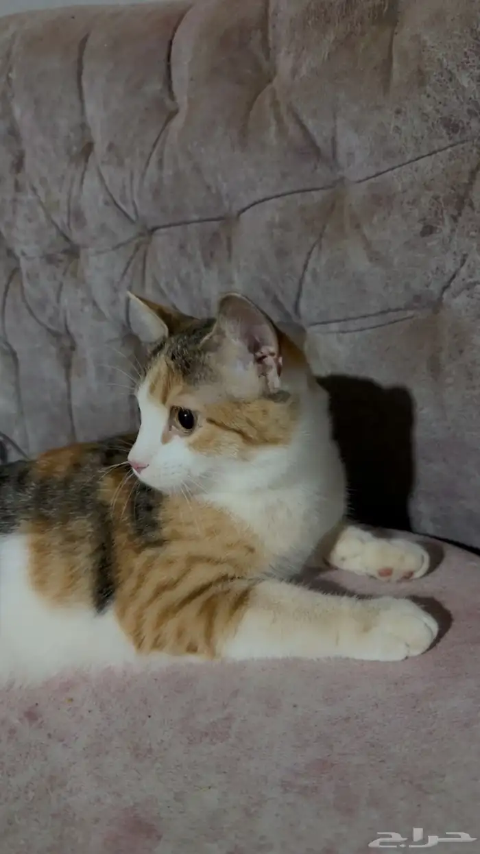قطط لتبني 0