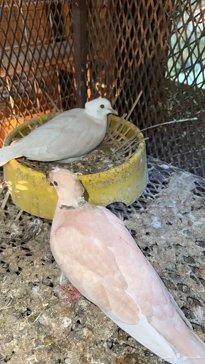 حمام بدي ياكريم للبيع 12