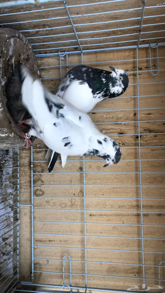 حمام باكستاني 0