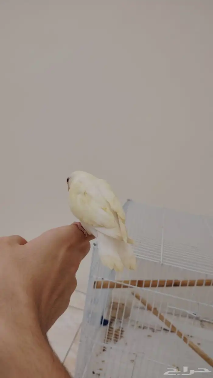 فرخ روز اليف 2