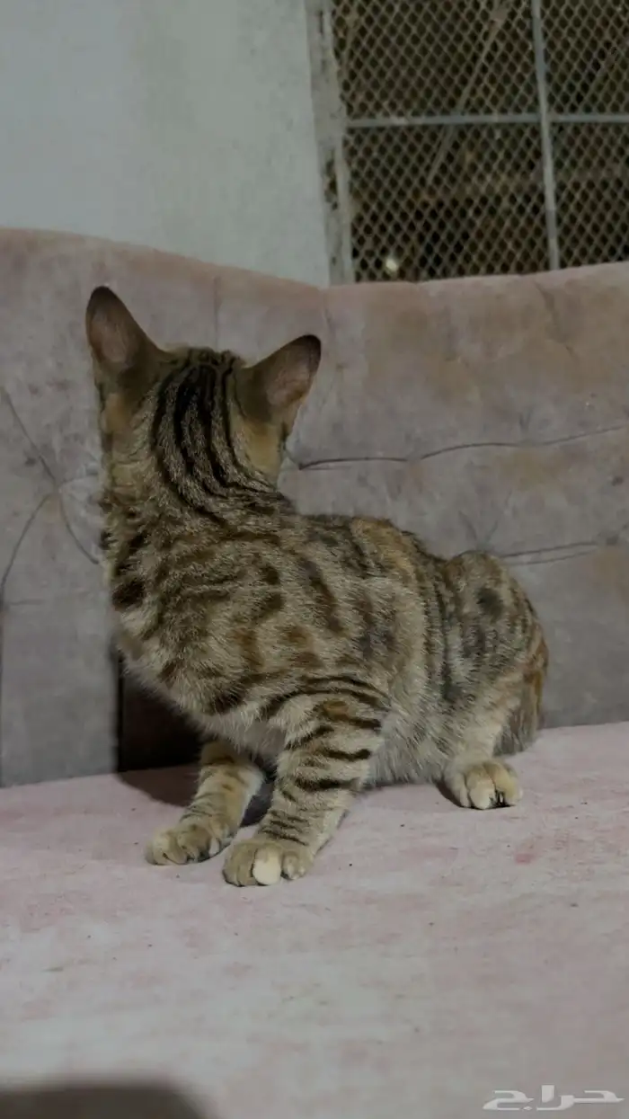 قطط لتبني 3