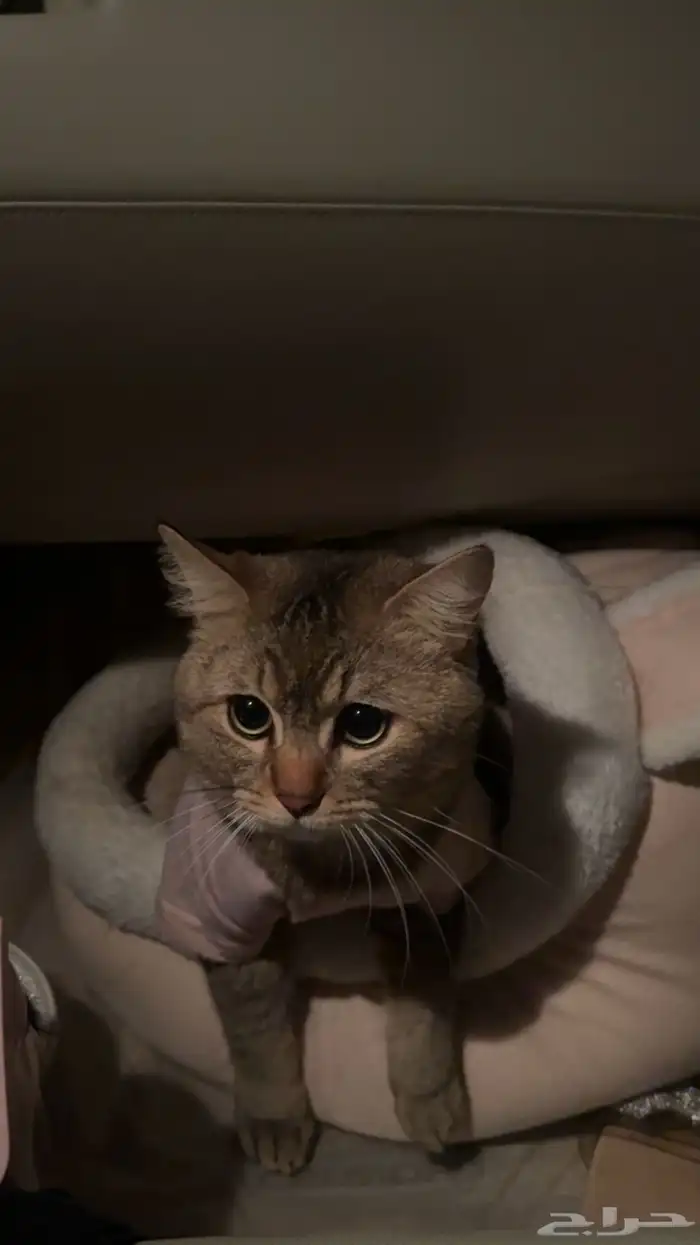 قط ذكر سكوتش وهملايا للبيع السبب يطلب تزاوج مع اغراضه 0