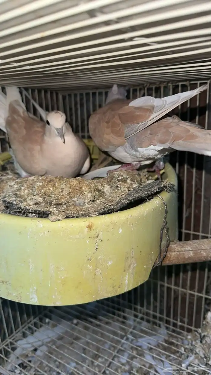 حمام بدي ياكريم للبيع 8