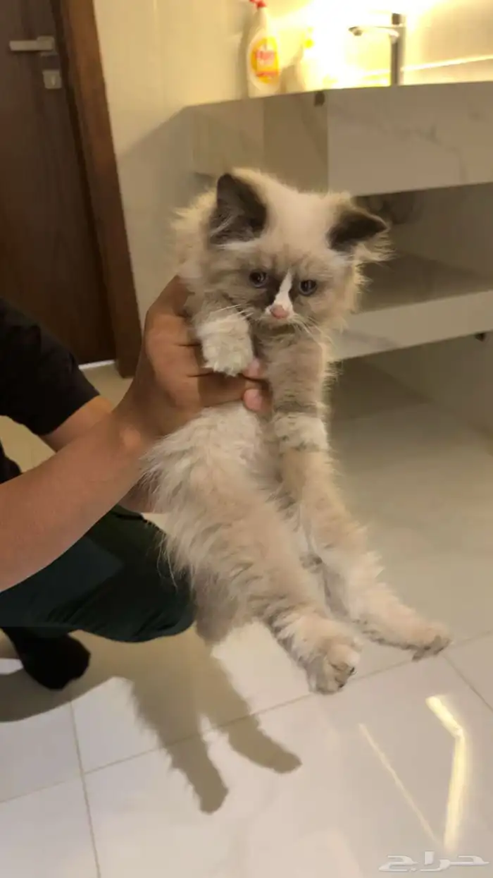 قطة للتبني 0