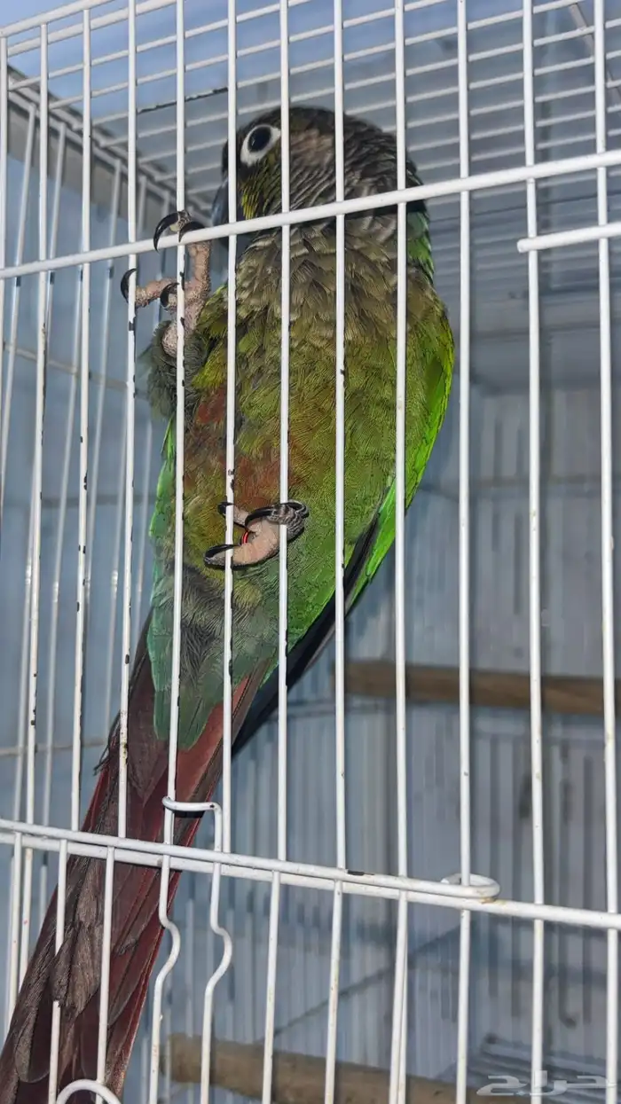 زوج كنيور أليف منتج 4