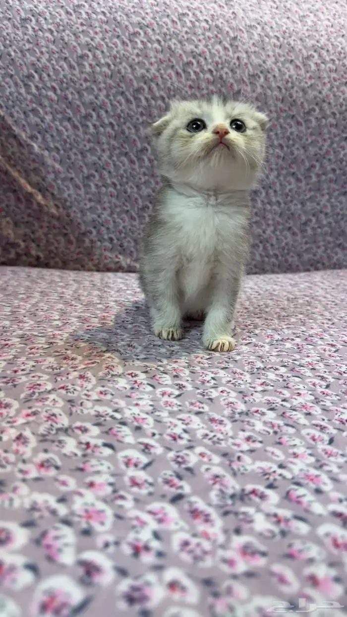 للبيع كتن سكوتش تربل فولد السعر شامل الاغراض و التوصيل بجدة 1