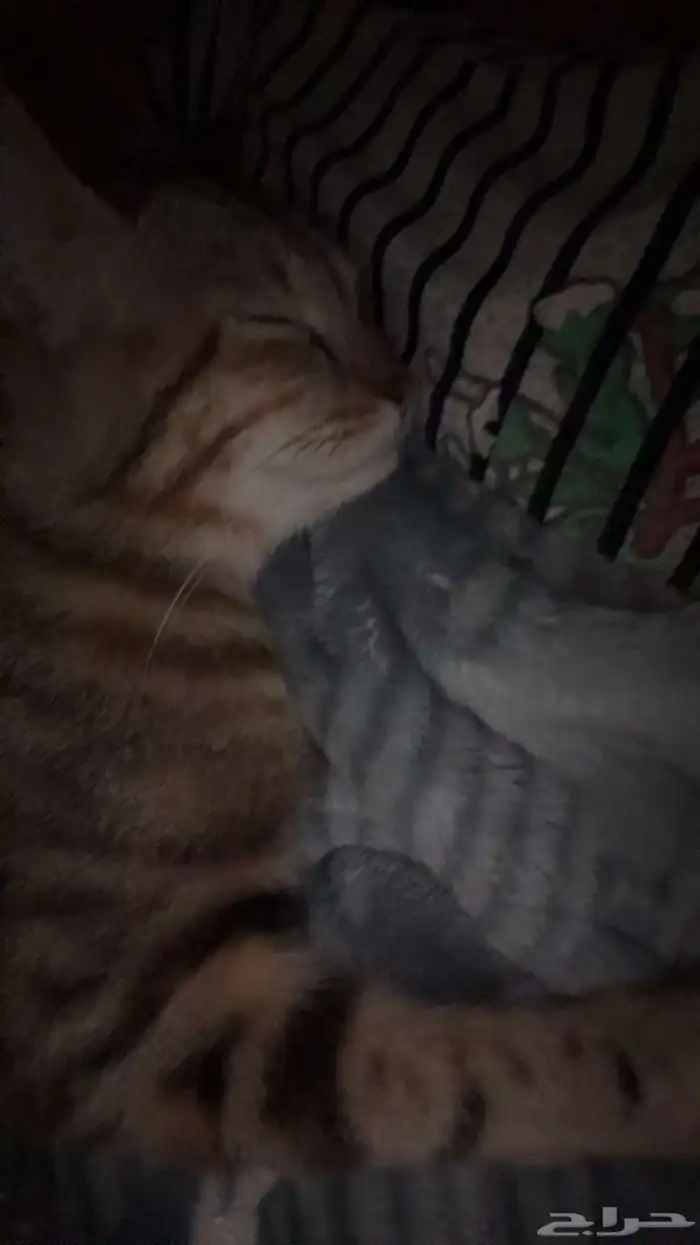 قطه مفقوده 3