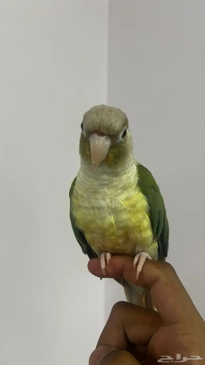 كنيور سينمن 0