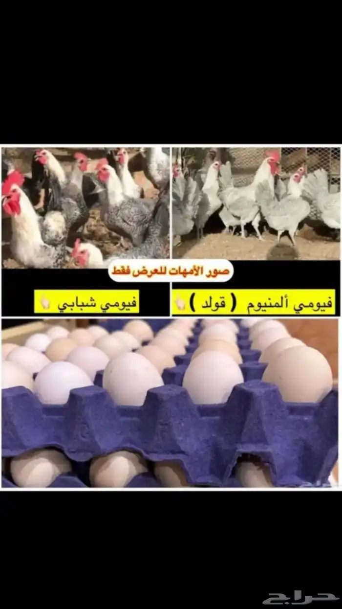 يوجد عندي دجاج فيومي ألمنيوم اسعر 35 ولا يجي غير صامل 0