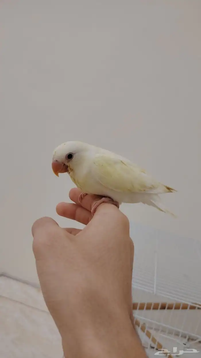 فرخ روز اليف 1