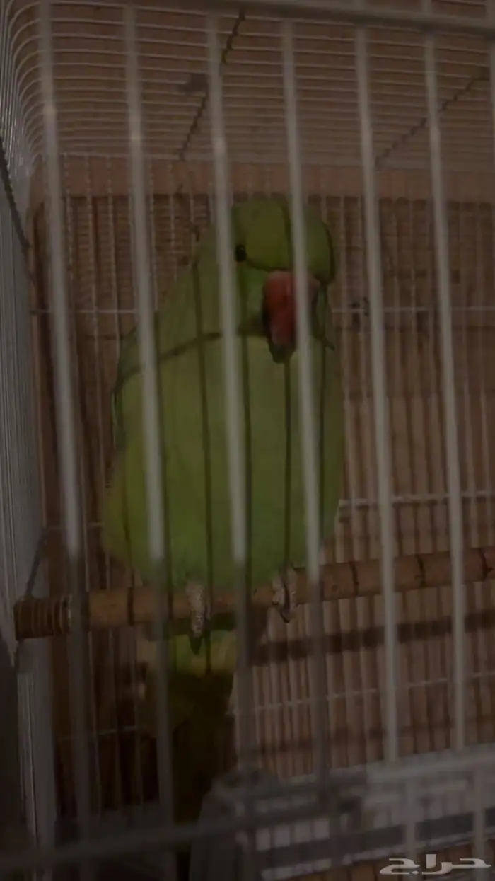 بغبغاء دره هندي العمر 8 اشهر له اصوات نغميه جميله 2