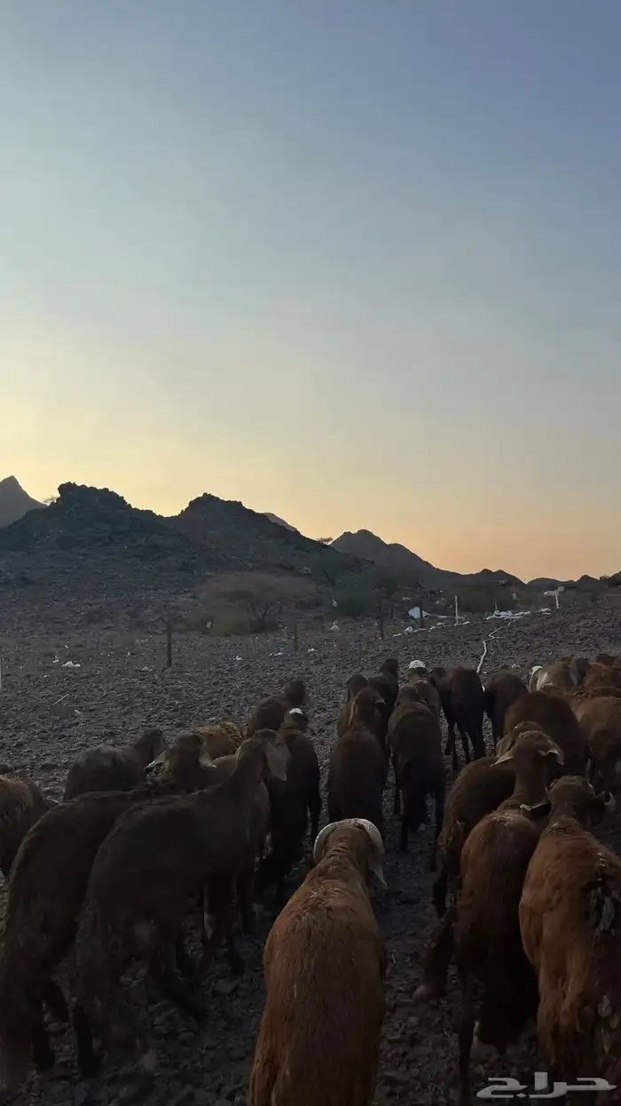 طليان سواكن حمري جادعان مرابى 11