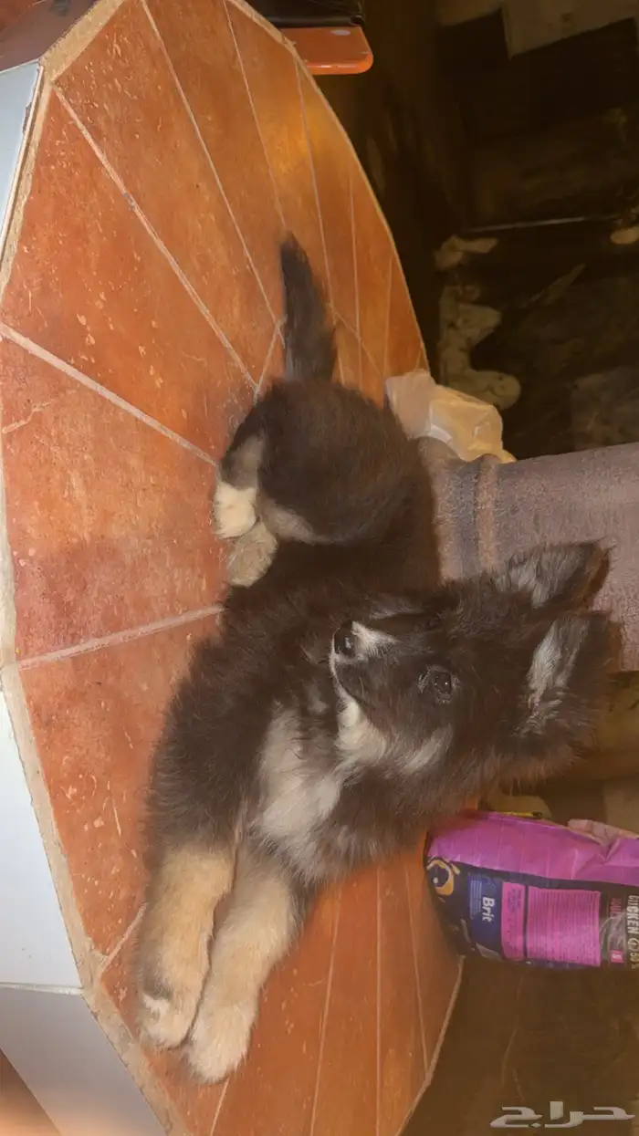 جرو جيرمن للبيع 3