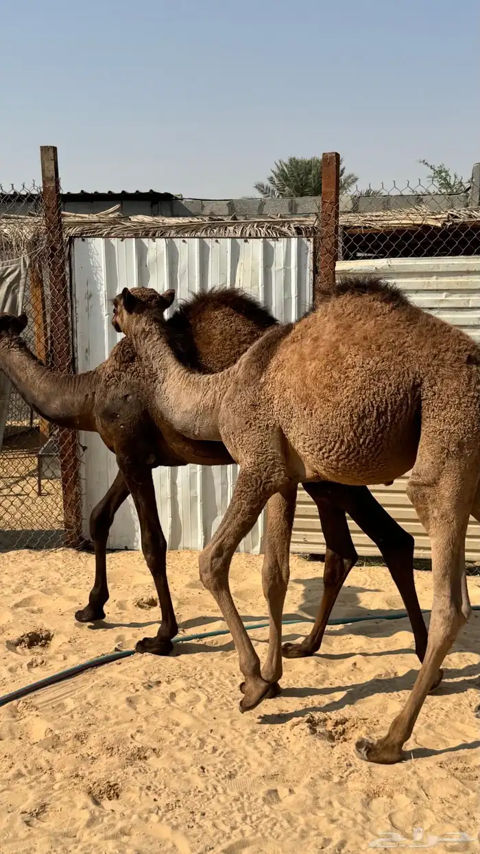 قعدان للبيع 3