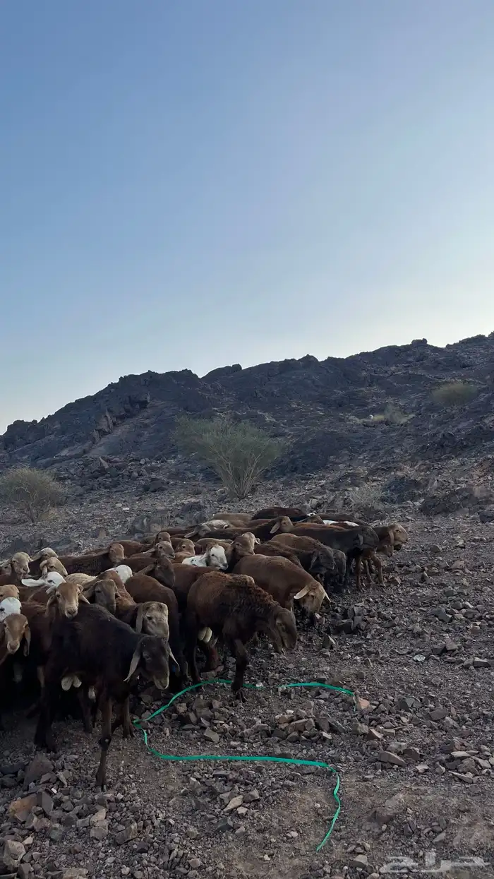 طليان سواكن حمري جادعان مرابى 40