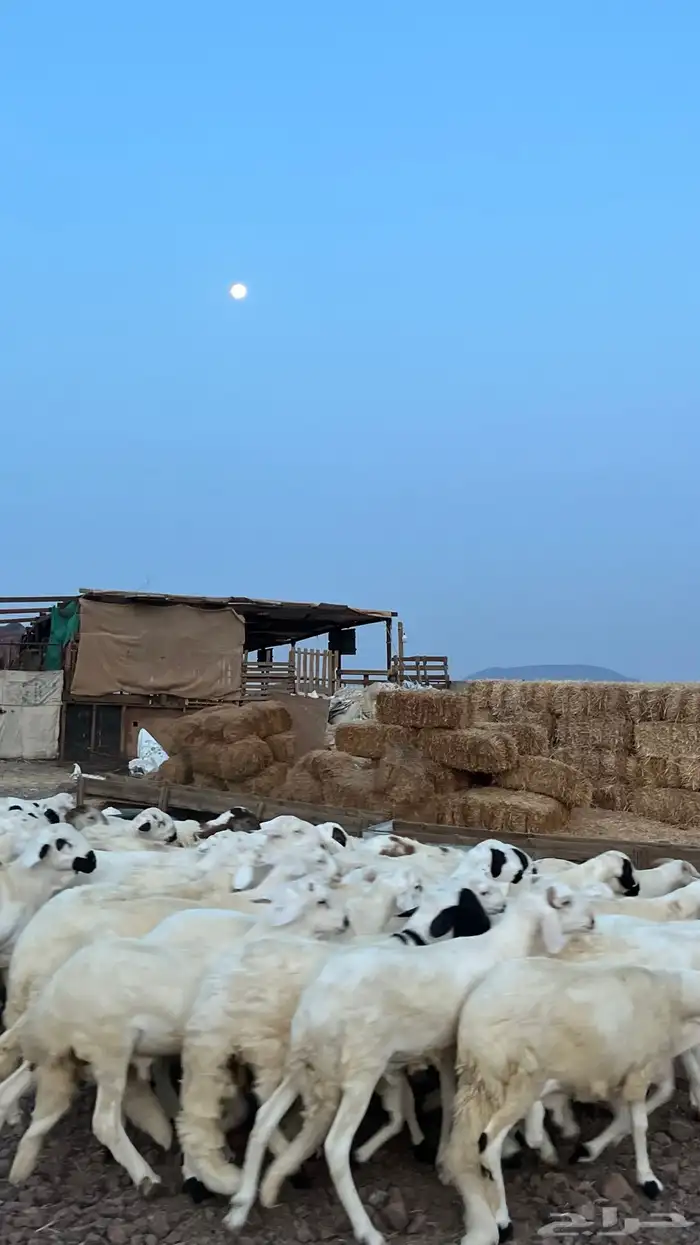 طليان سواكن شبيه الحري دمازين 4