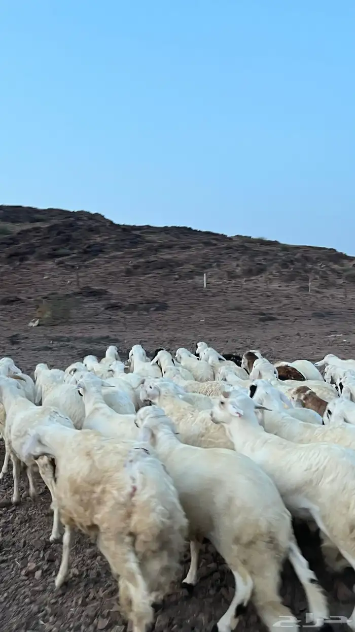 طليان سواكن شبيه الحري دمازين 20