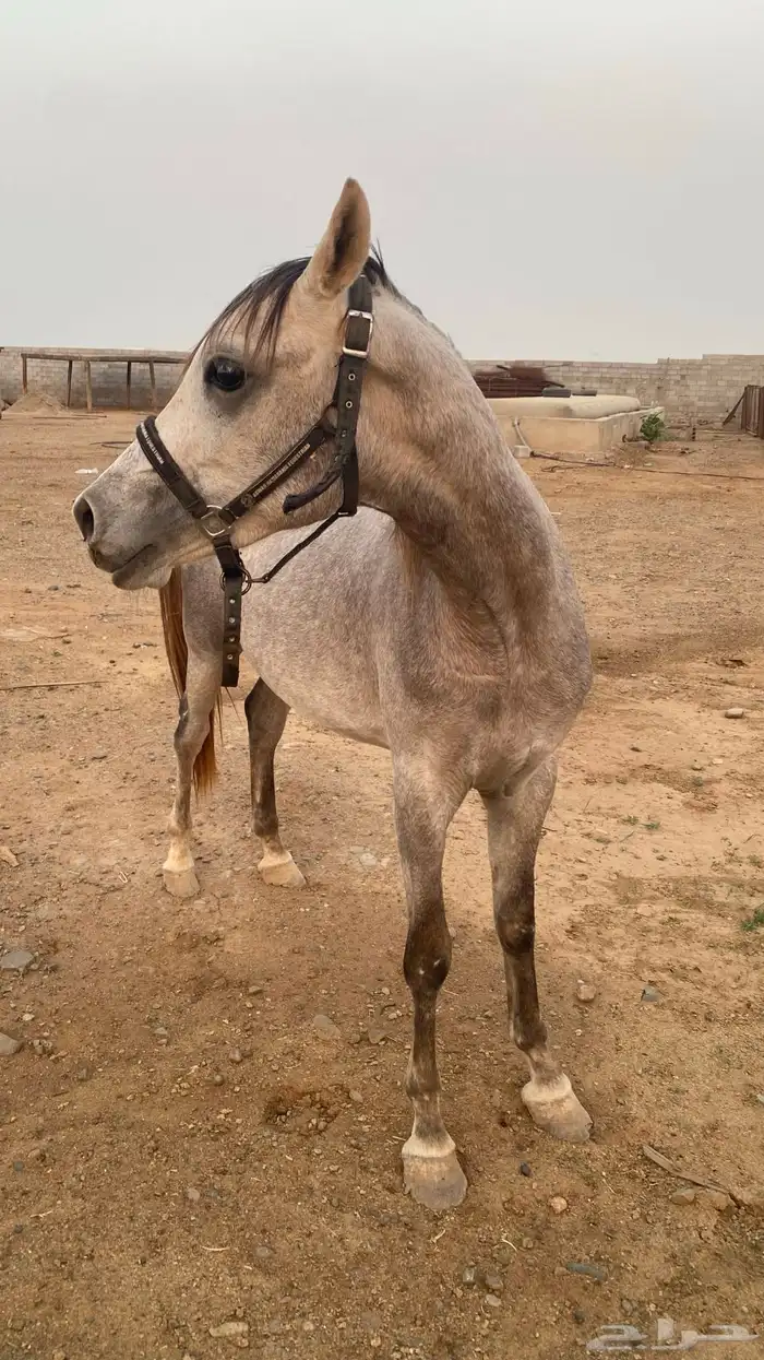 خيل عربي 1