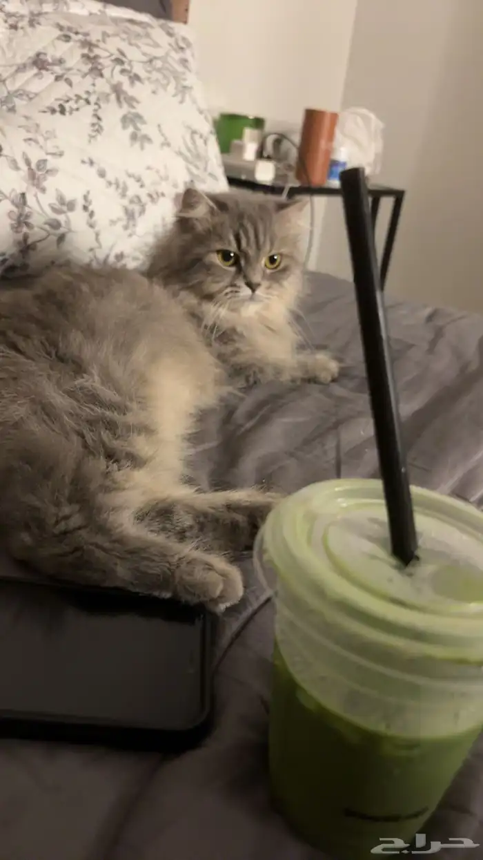 قطة مطعمه 6 شهور عمرها ب300 اليفه وتعرف اسمها 1