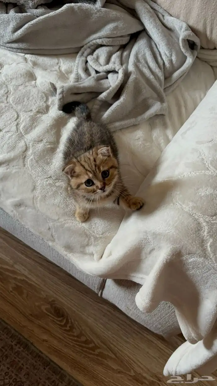 سكوتش فولد ذكر 2