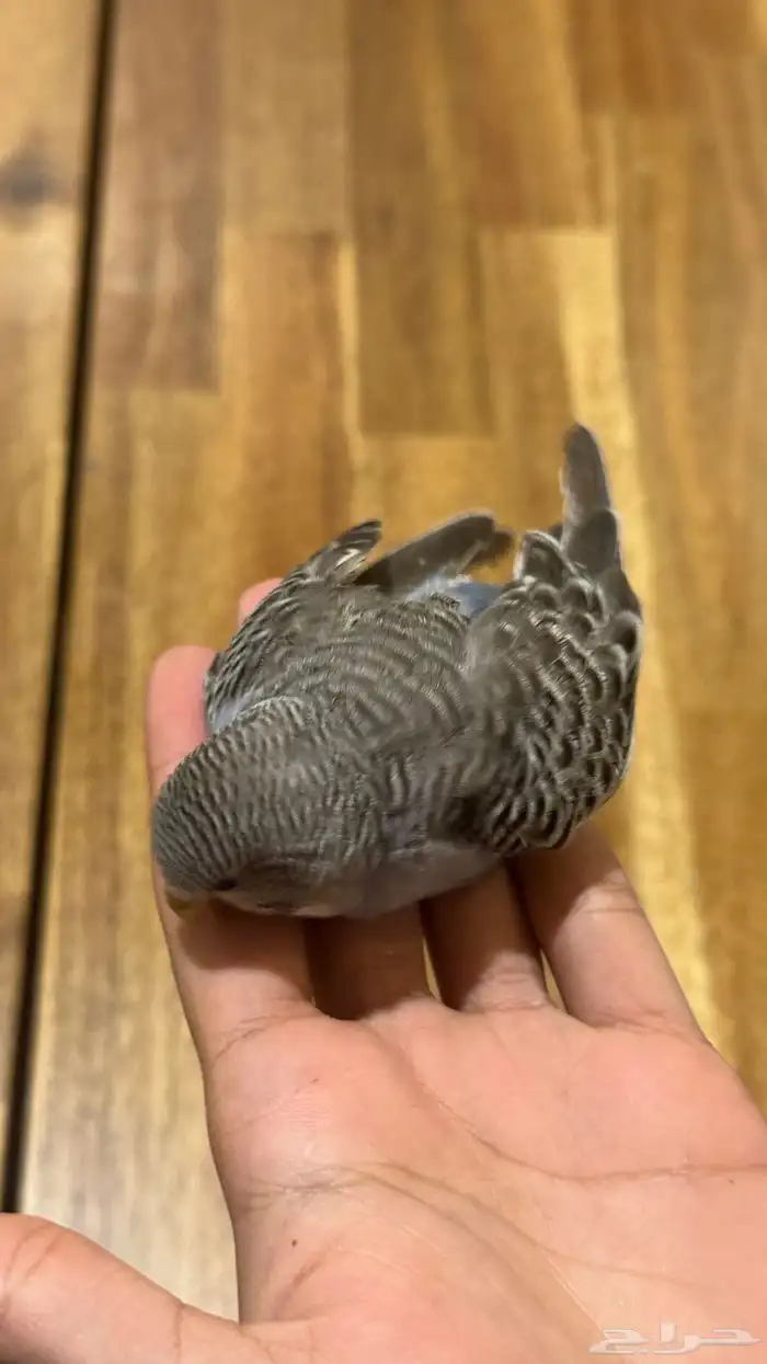 فراخ بادجي بسعر مغري 0