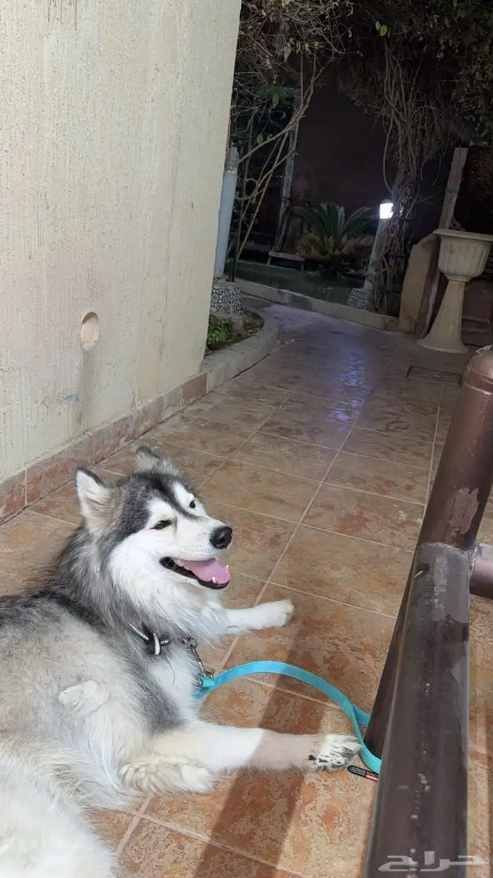 كلب هاسكي ضايع مفقود لقوه ناس عند مخرج 25 0