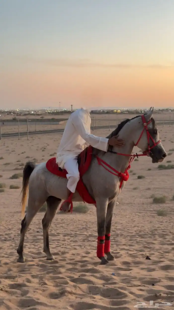 حصان شعبي العمر 5 0