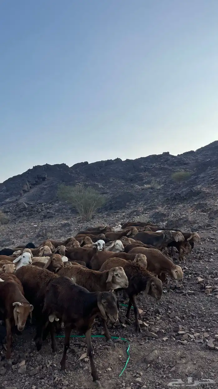 طليان سواكن حمري جادعان مرابى 38
