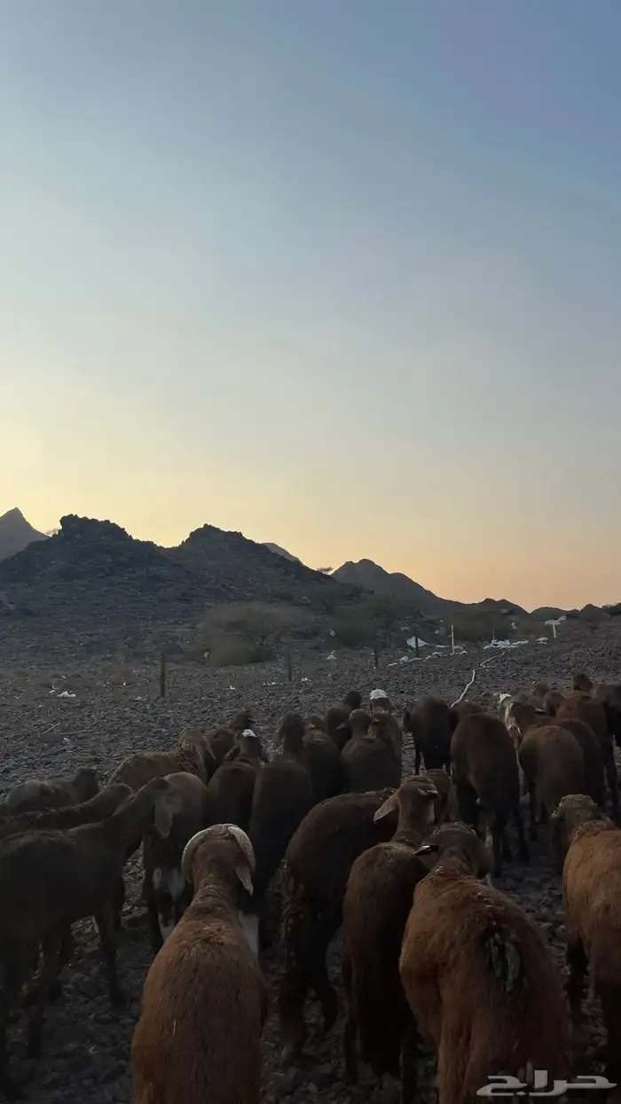 طليان سواكن حمري جادعان مرابى 12