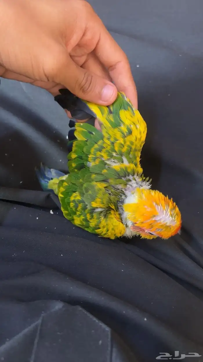 فرخ صن كنيور لعوب أليف مشروع هدد 5