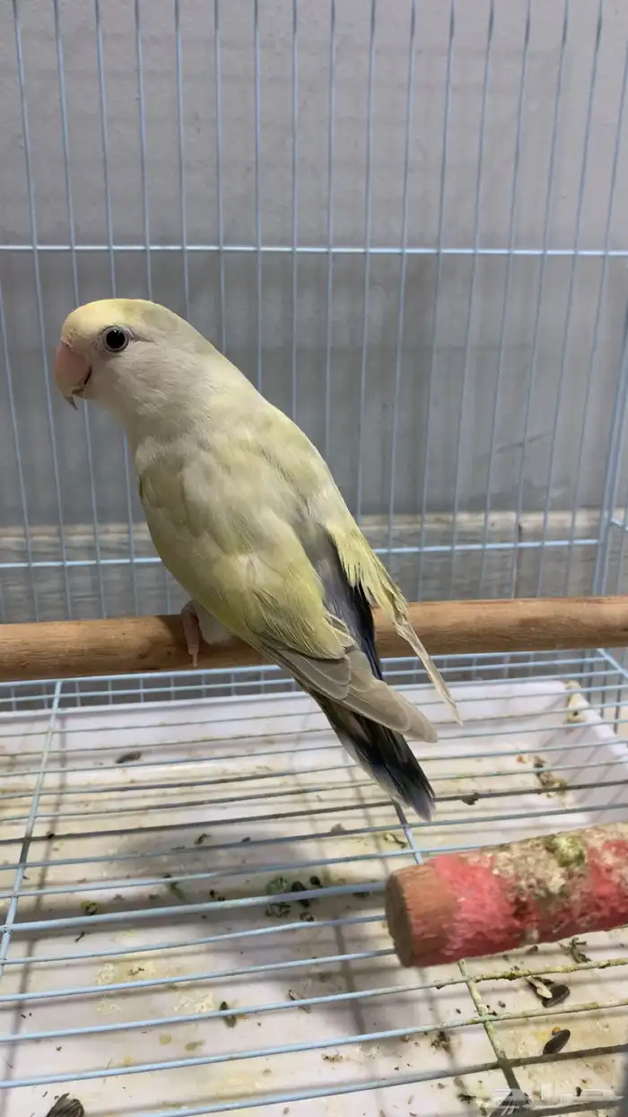 زوج روز جاهز للإنتاج (فاخر ألوان مميزة) 4