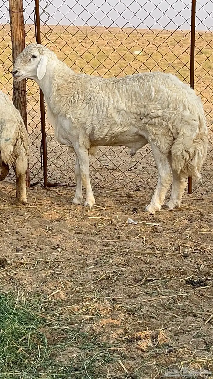 جذع حري مشروط(تم البيع) 1