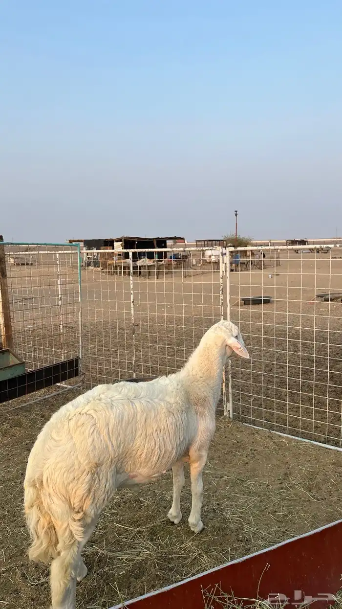 طلي مشروع فحل صنف تم البيع 0