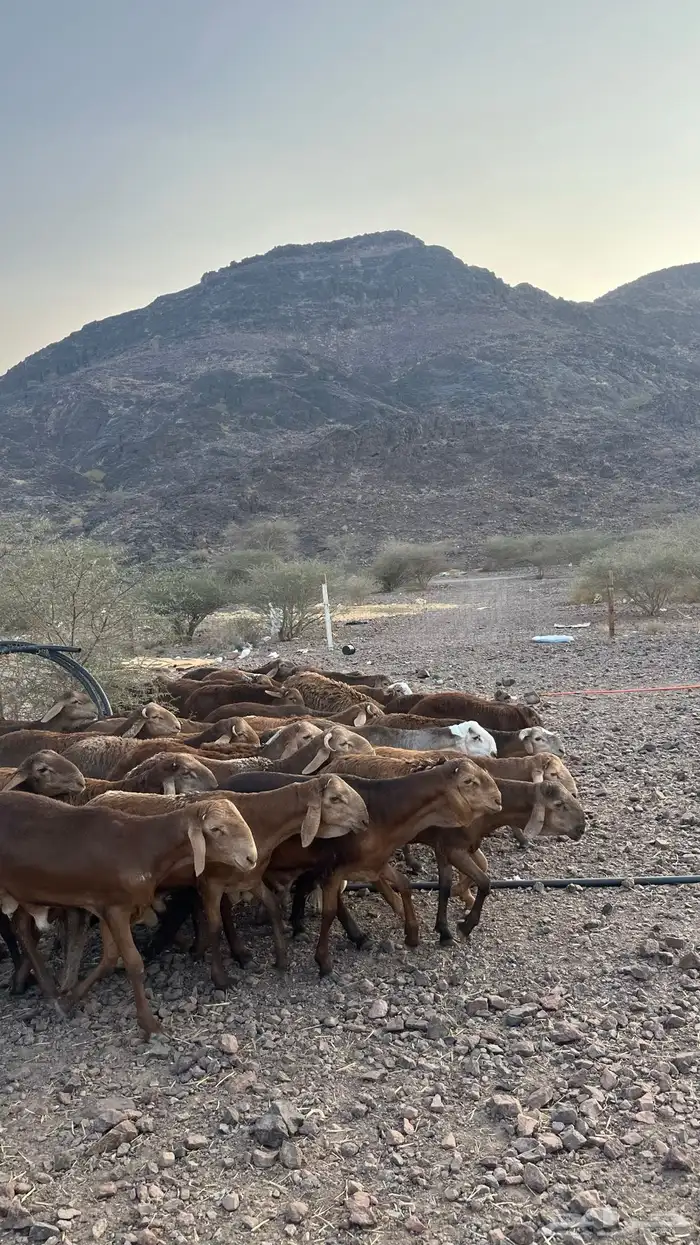 طليان سواكن حمري جادعان مرابى 23