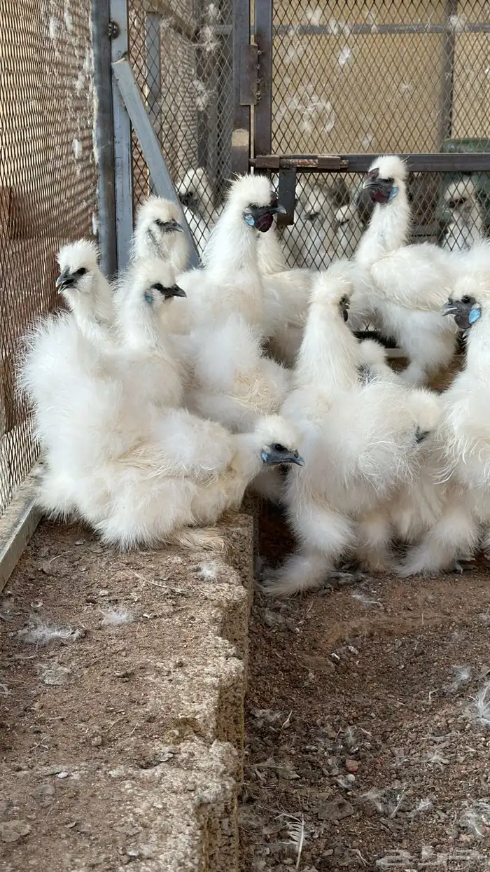 دجاج قطني فاخر واحجام تب 0