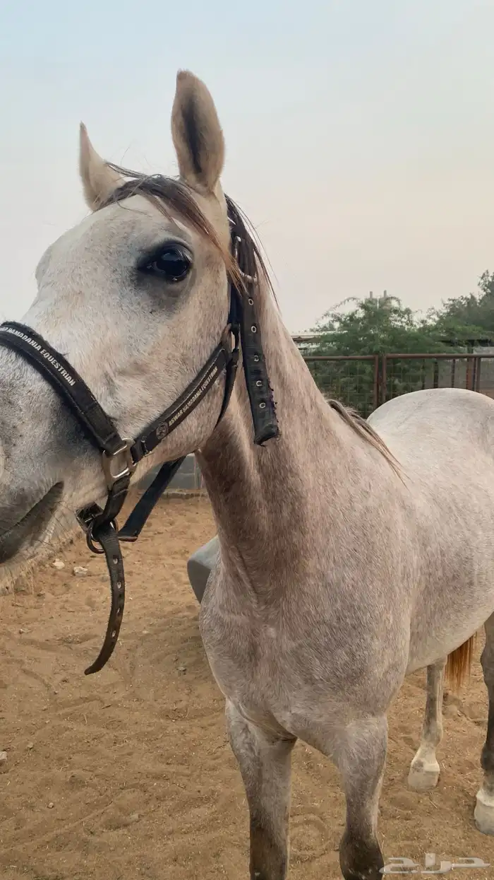 خيل عربي 8